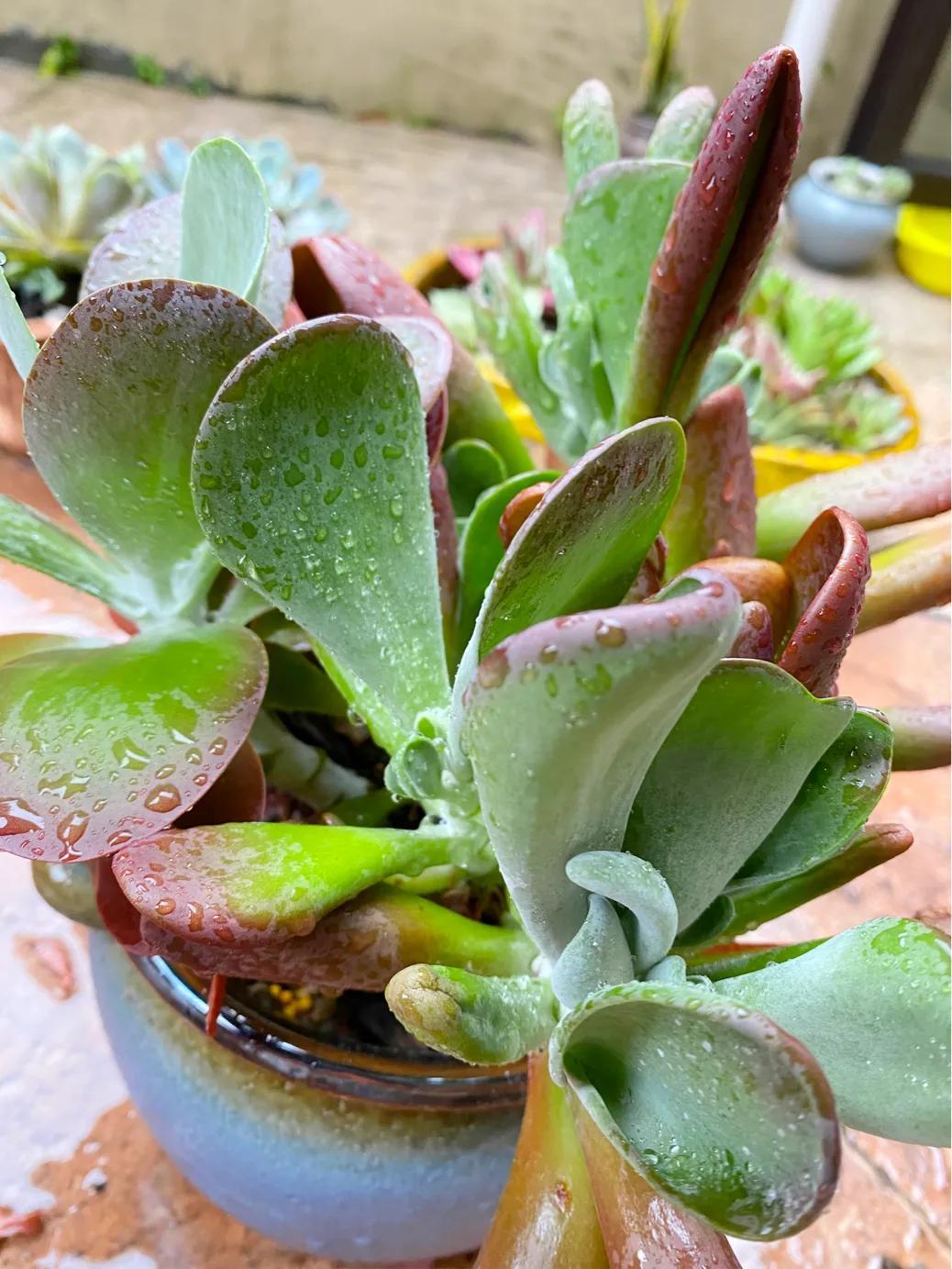 狐貍多肉植物圖_多肉狐貍尾巴怎么養(yǎng)護(hù)_多肉白狐貍
