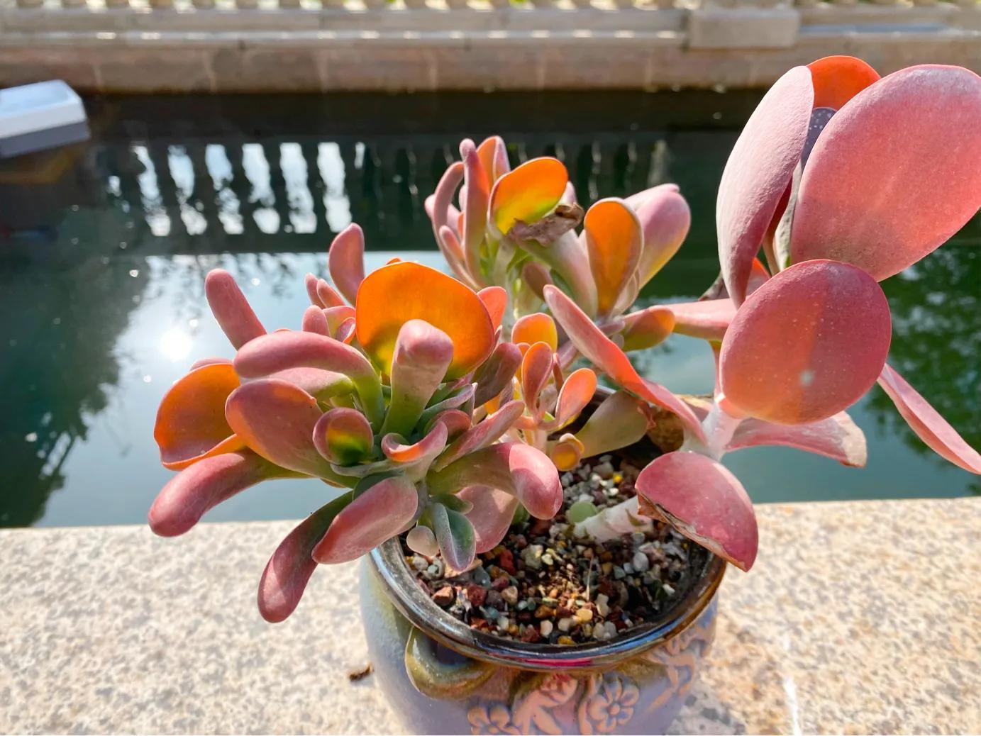 多肉白狐貍_多肉狐貍尾巴怎么養(yǎng)護(hù)_狐貍多肉植物圖