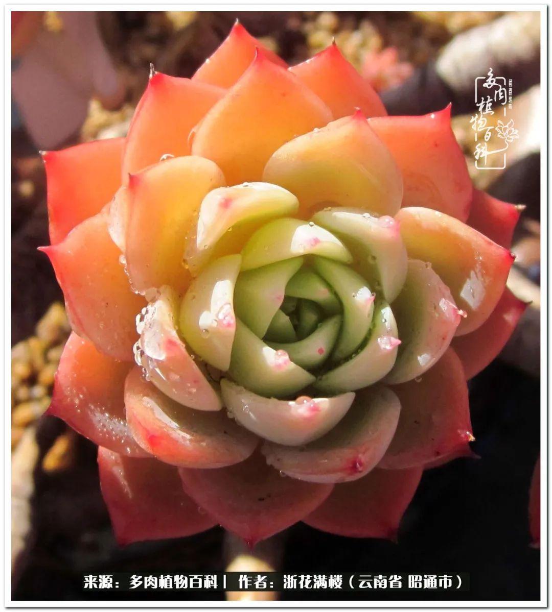 多肉植物白眉_多肉白眉好養嗎_白眉多肉的品種