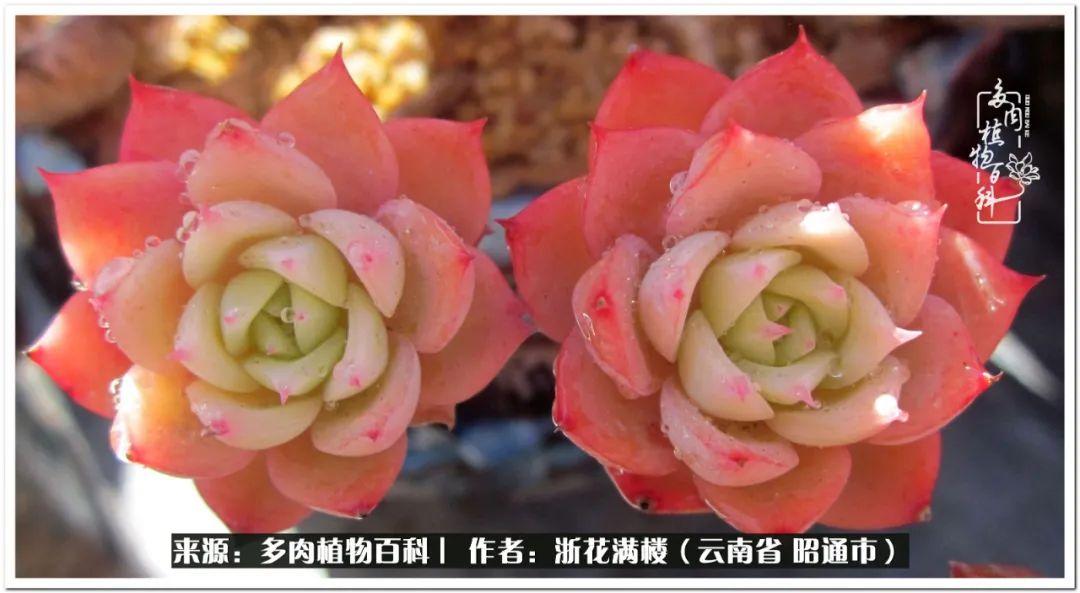 多肉植物白眉_多肉白眉好養嗎_白眉多肉的品種