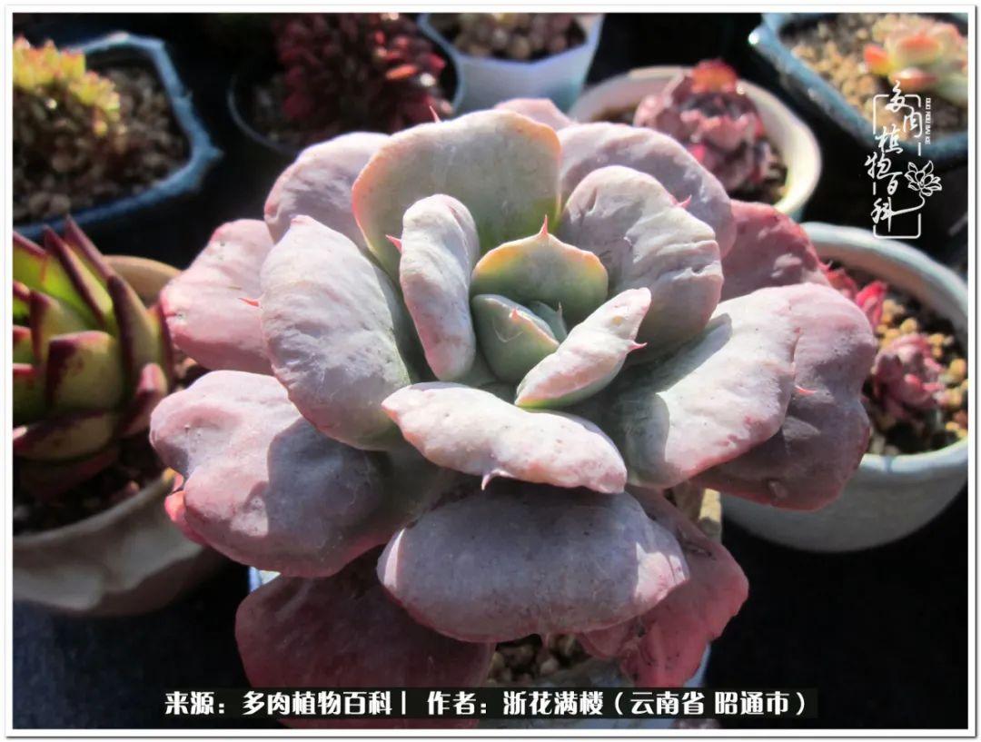 多肉白眉好養嗎_白眉多肉的品種_多肉植物白眉