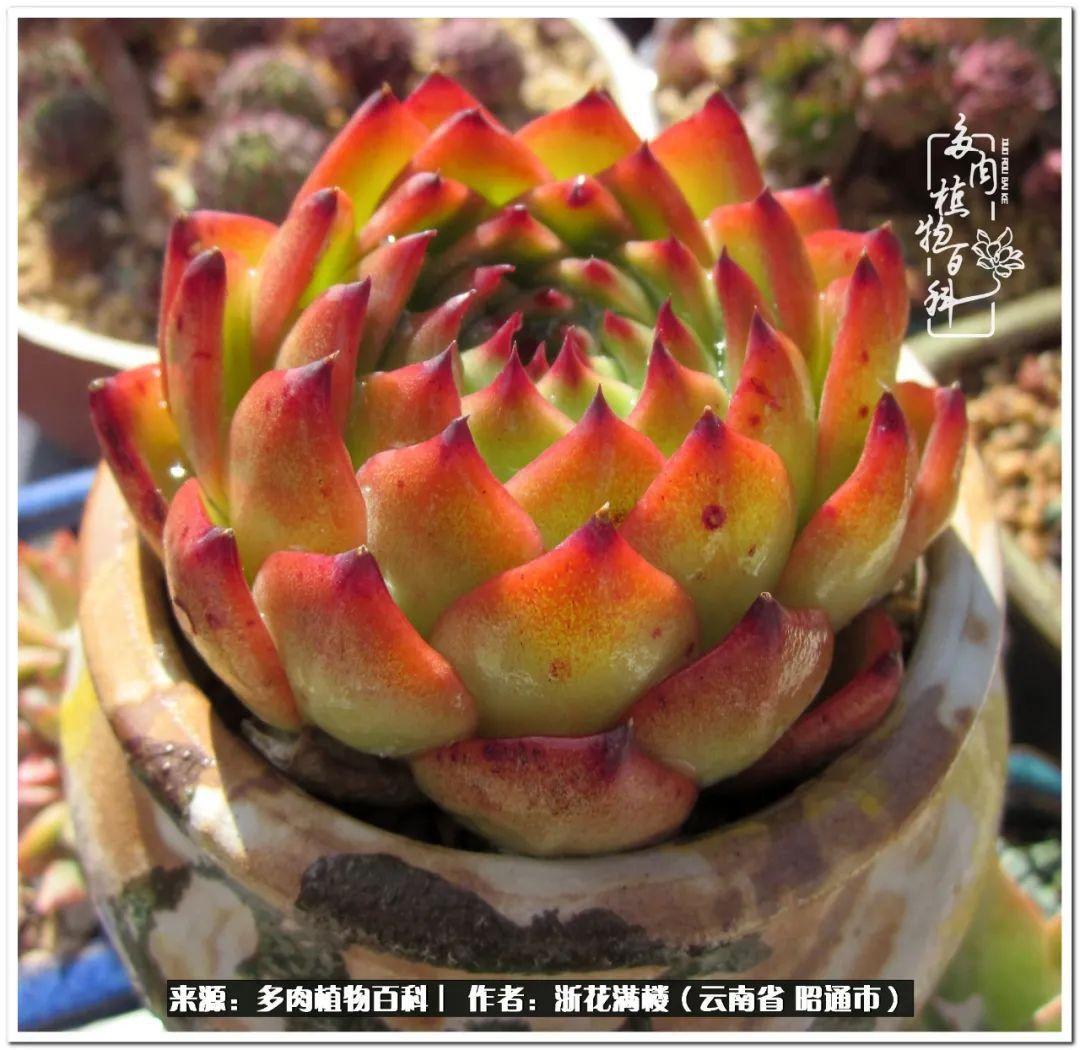 多肉白眉好養嗎_多肉植物白眉_白眉多肉的品種