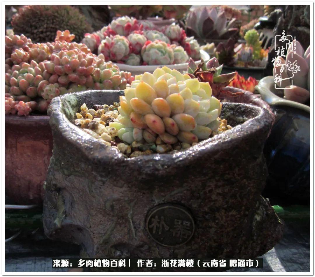 多肉植物白眉_白眉多肉的品種_多肉白眉好養嗎