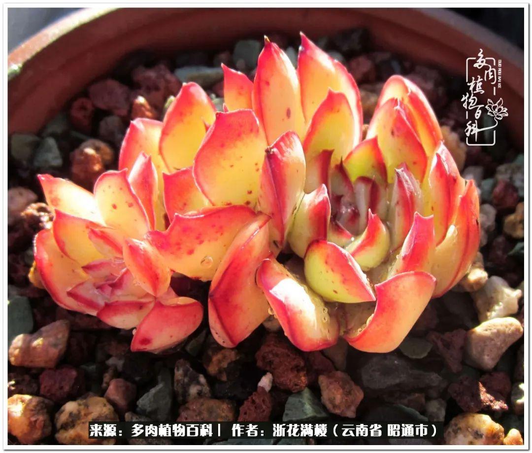 多肉植物白眉_白眉多肉的品種_多肉白眉好養嗎