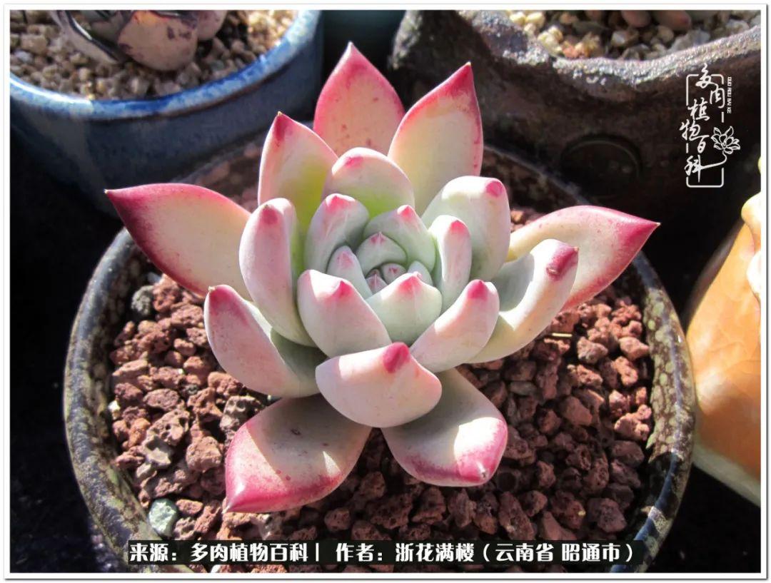 白眉多肉的品種_多肉植物白眉_多肉白眉好養嗎