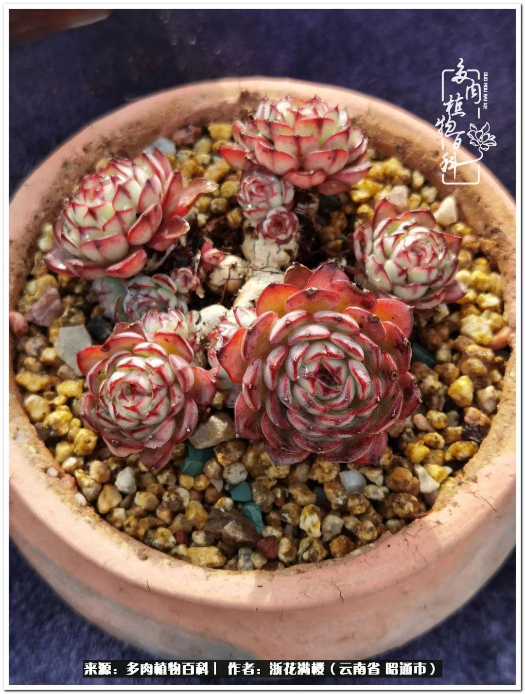 多肉植物白眉_白眉多肉的品種_多肉白眉好養嗎