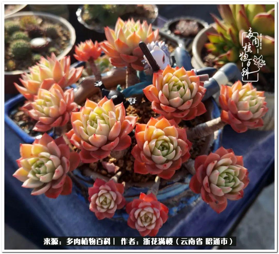 多肉植物白眉_多肉白眉好養嗎_白眉多肉的品種