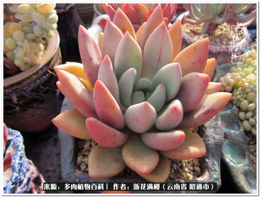 多肉植物白眉_多肉白眉好養嗎_白眉多肉的品種