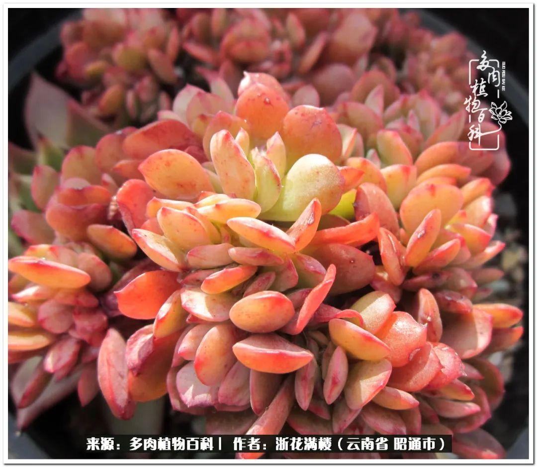 白眉多肉的品種_多肉白眉好養嗎_多肉植物白眉