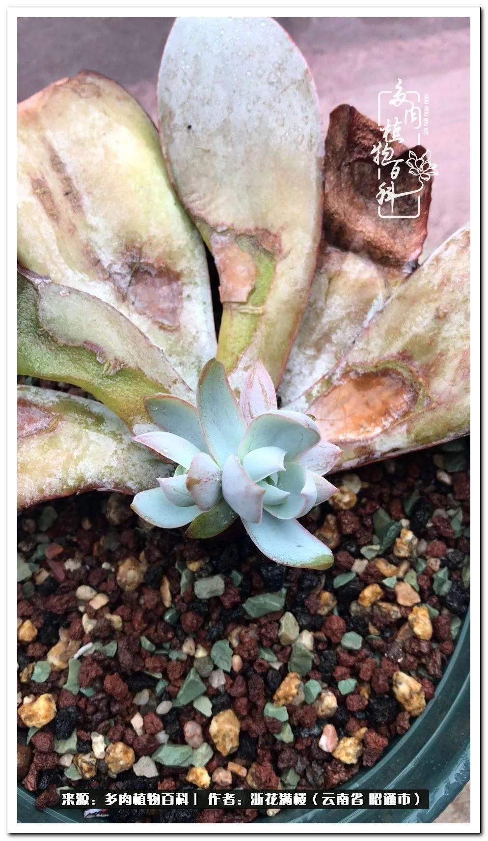 多肉白眉好養嗎_多肉植物白眉_白眉多肉的品種