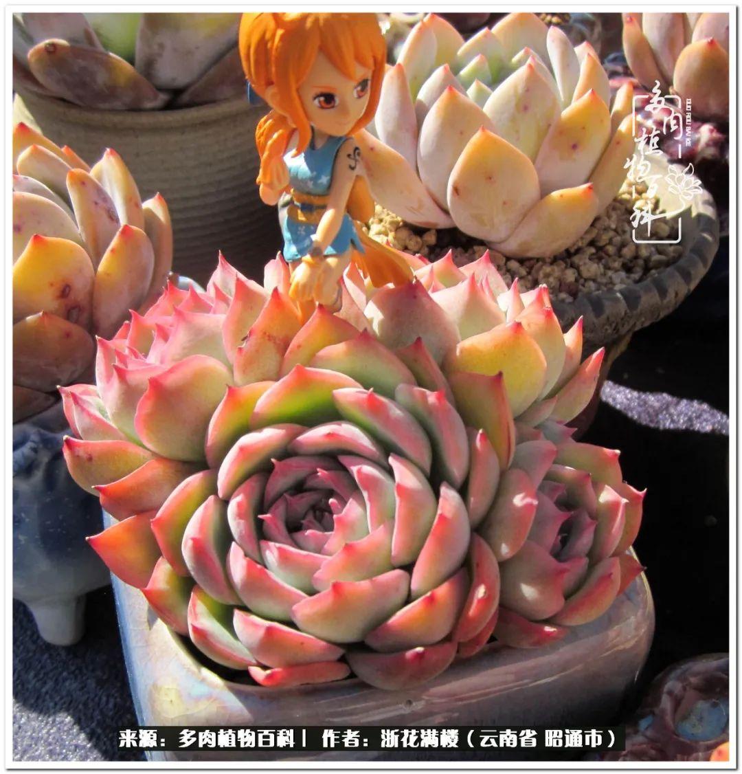 白眉多肉的品種_多肉植物白眉_多肉白眉好養嗎