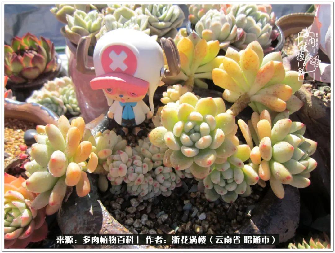 多肉植物白眉_多肉白眉好養嗎_白眉多肉的品種