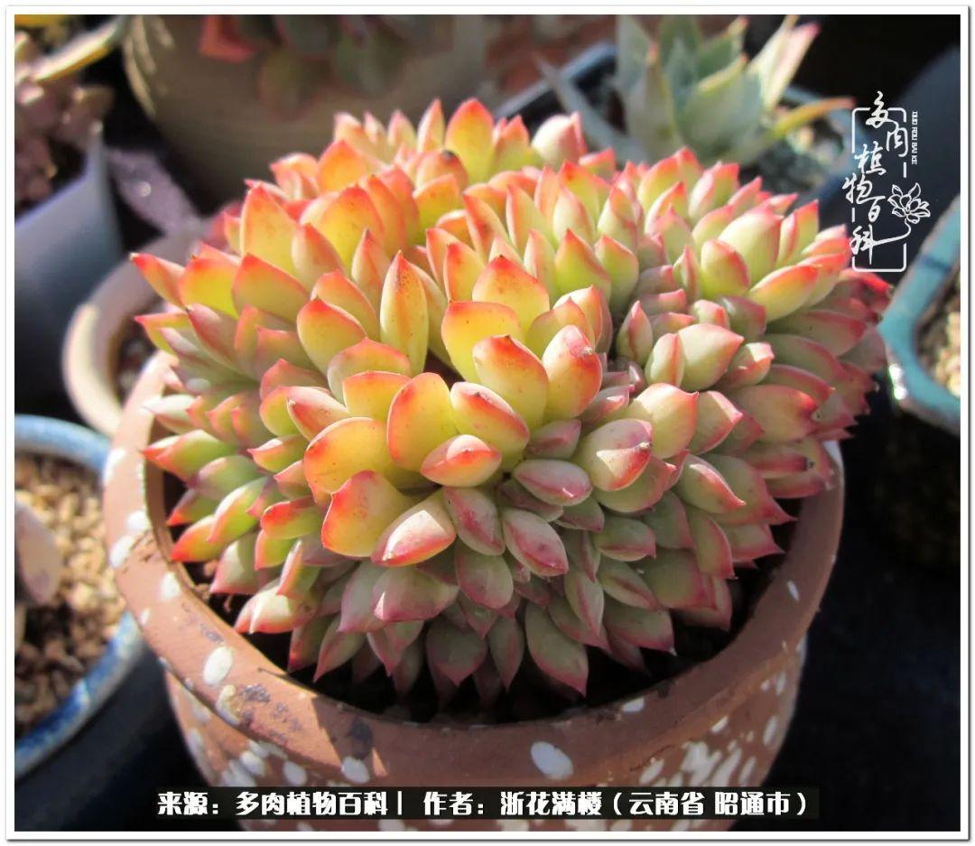 多肉白眉好養嗎_多肉植物白眉_白眉多肉的品種
