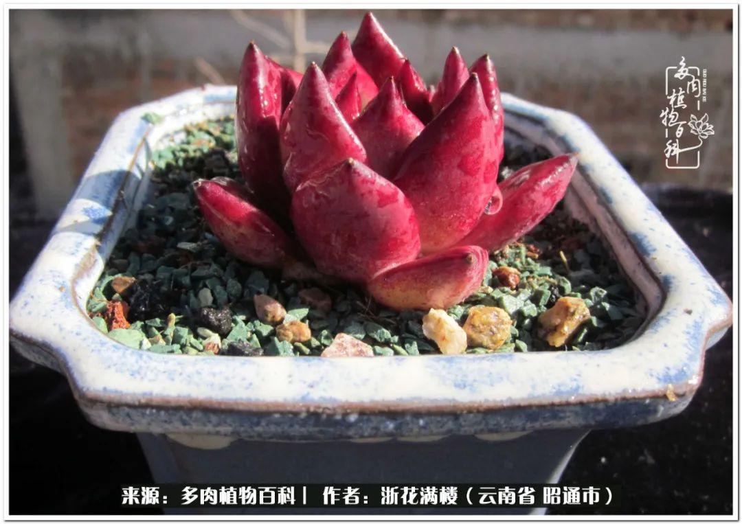 白眉多肉的品種_多肉白眉好養嗎_多肉植物白眉