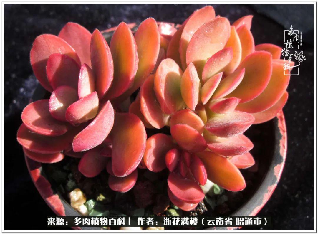 多肉白眉好養嗎_多肉植物白眉_白眉多肉的品種