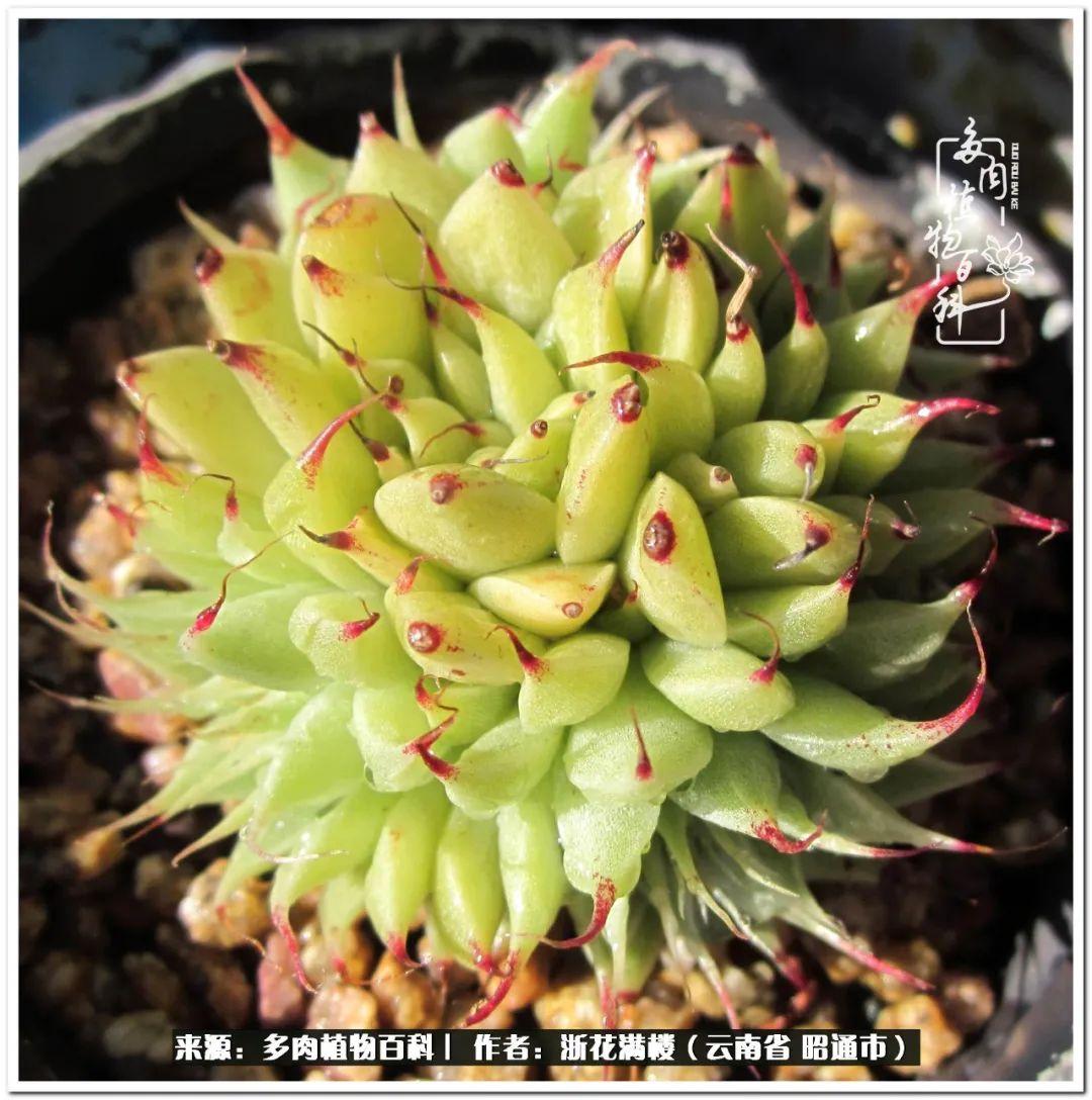 多肉植物白眉_白眉多肉的品種_多肉白眉好養嗎