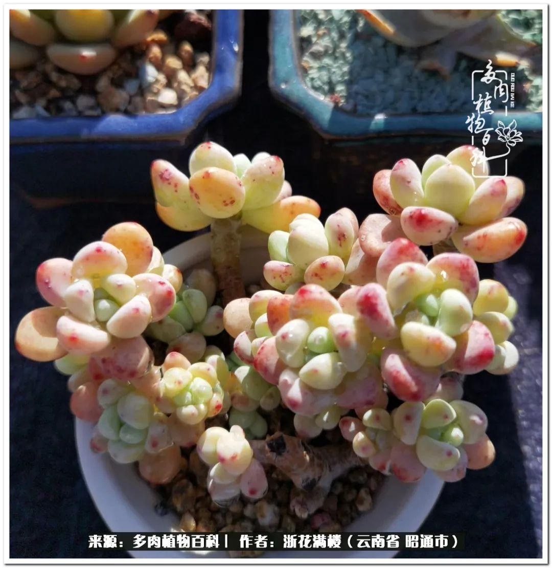 多肉植物白眉_白眉多肉的品種_多肉白眉好養嗎
