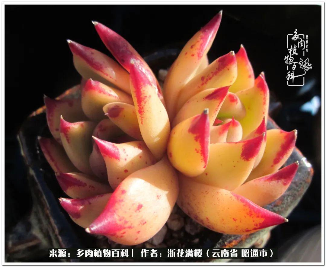 多肉白眉好養嗎_多肉植物白眉_白眉多肉的品種