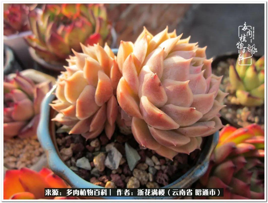 多肉植物白眉_多肉白眉好養嗎_白眉多肉的品種
