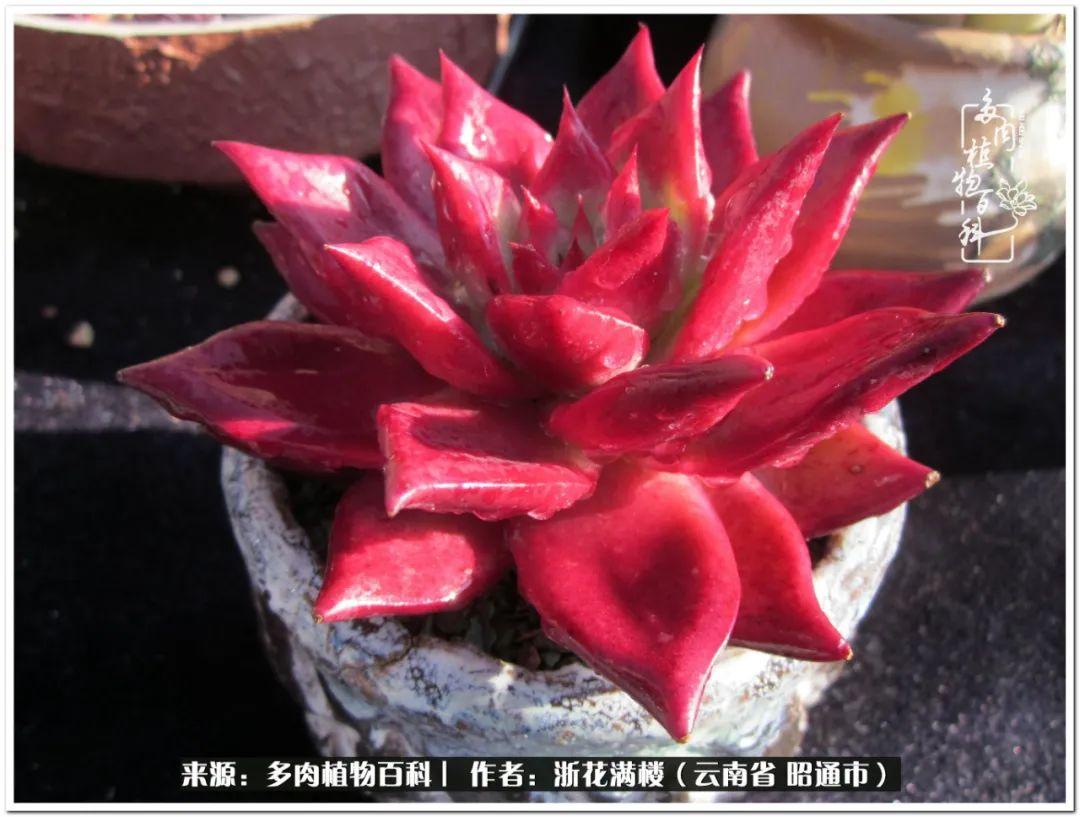 多肉白眉好養嗎_多肉植物白眉_白眉多肉的品種