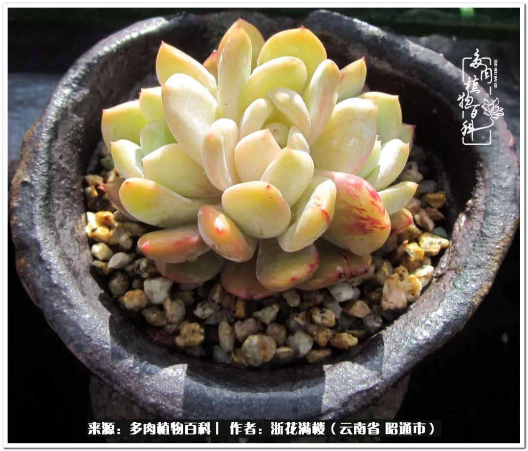 白眉多肉的品種_多肉白眉好養嗎_多肉植物白眉