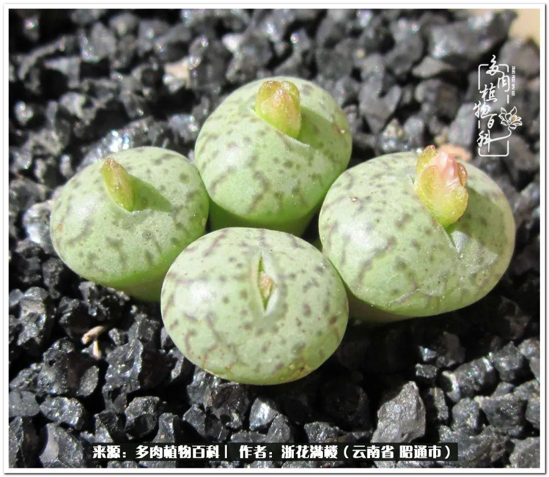 白眉多肉的品種_多肉白眉好養嗎_多肉植物白眉