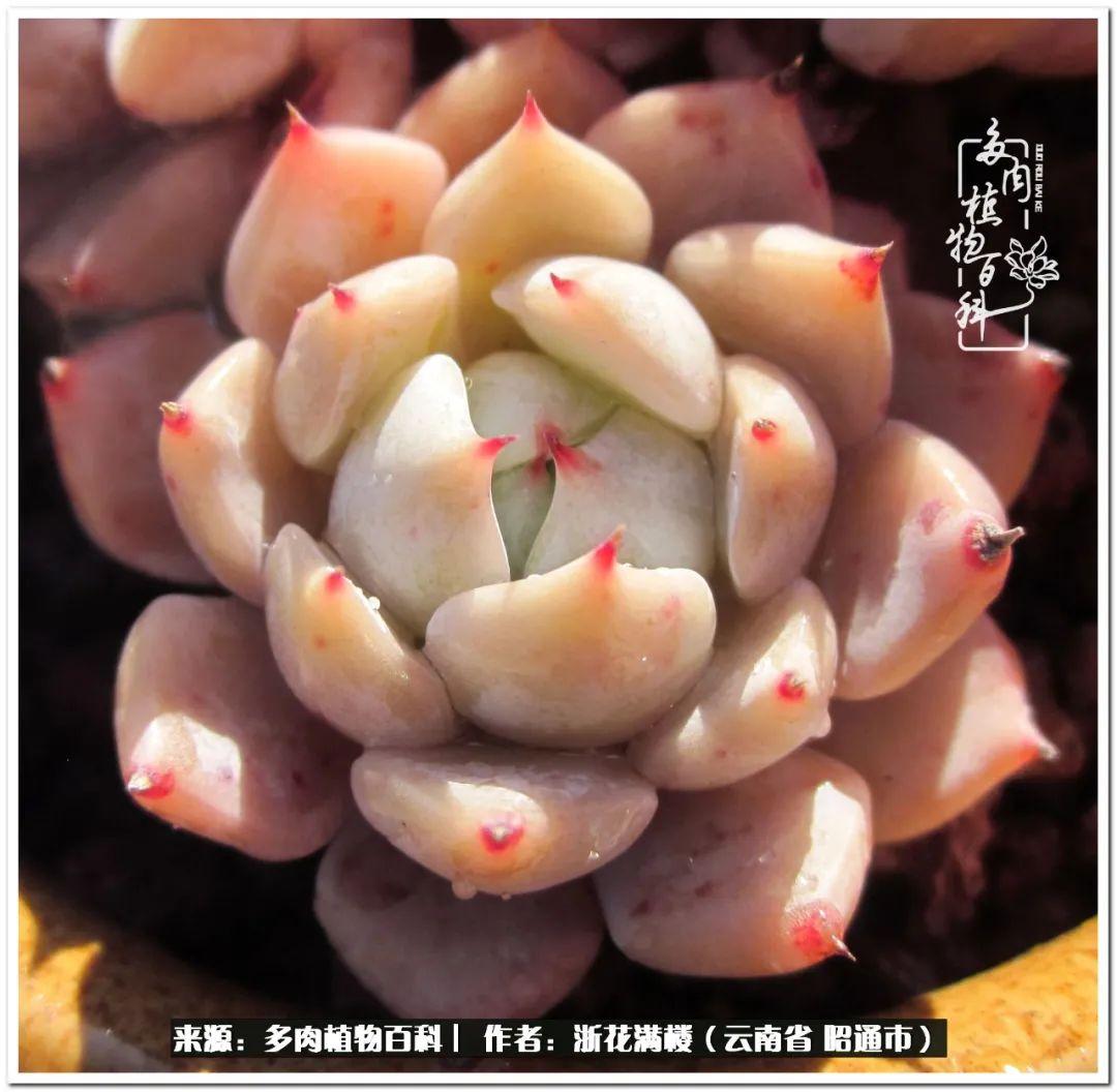 多肉白眉好養嗎_多肉植物白眉_白眉多肉的品種