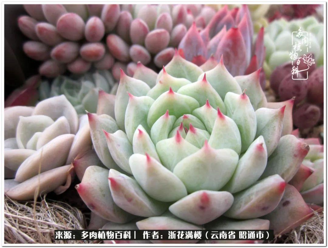 白眉多肉的品種_多肉白眉好養嗎_多肉植物白眉