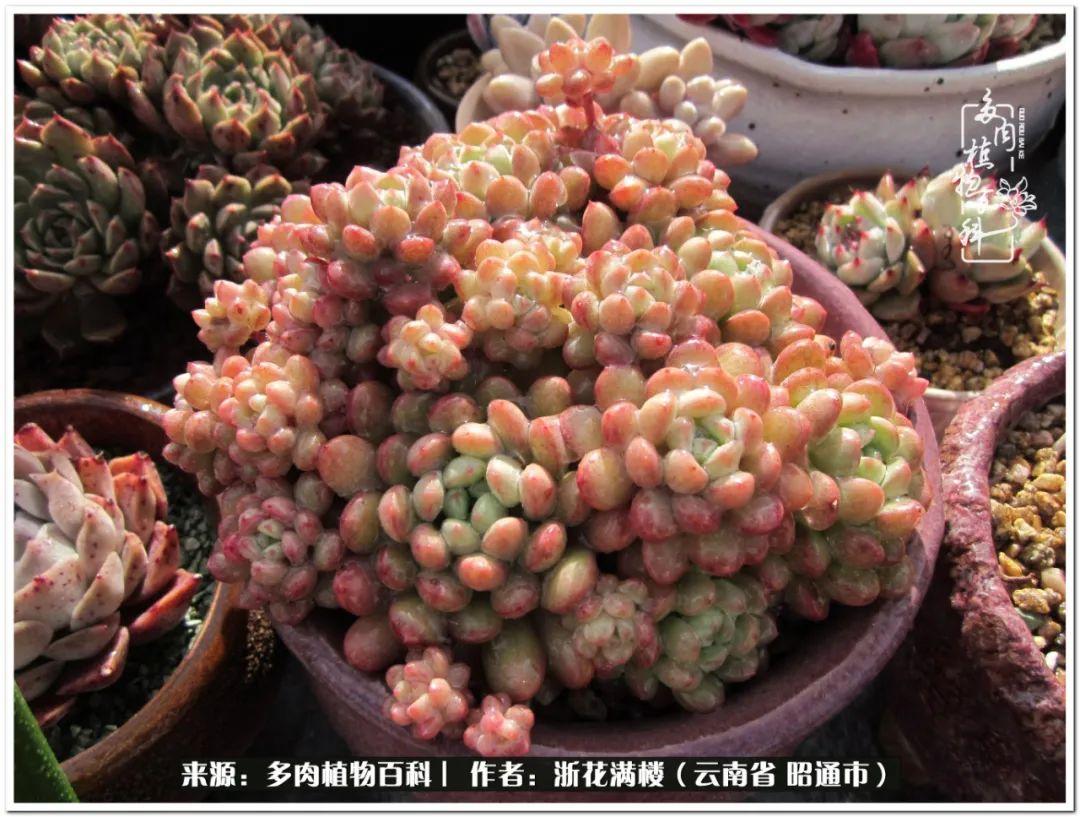 多肉白眉好養嗎_白眉多肉的品種_多肉植物白眉