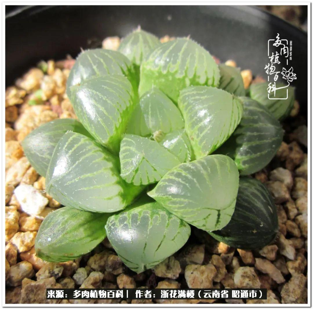 多肉植物白眉_多肉白眉好養嗎_白眉多肉的品種