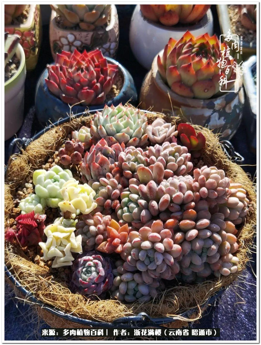 多肉植物白眉_白眉多肉的品種_多肉白眉好養嗎