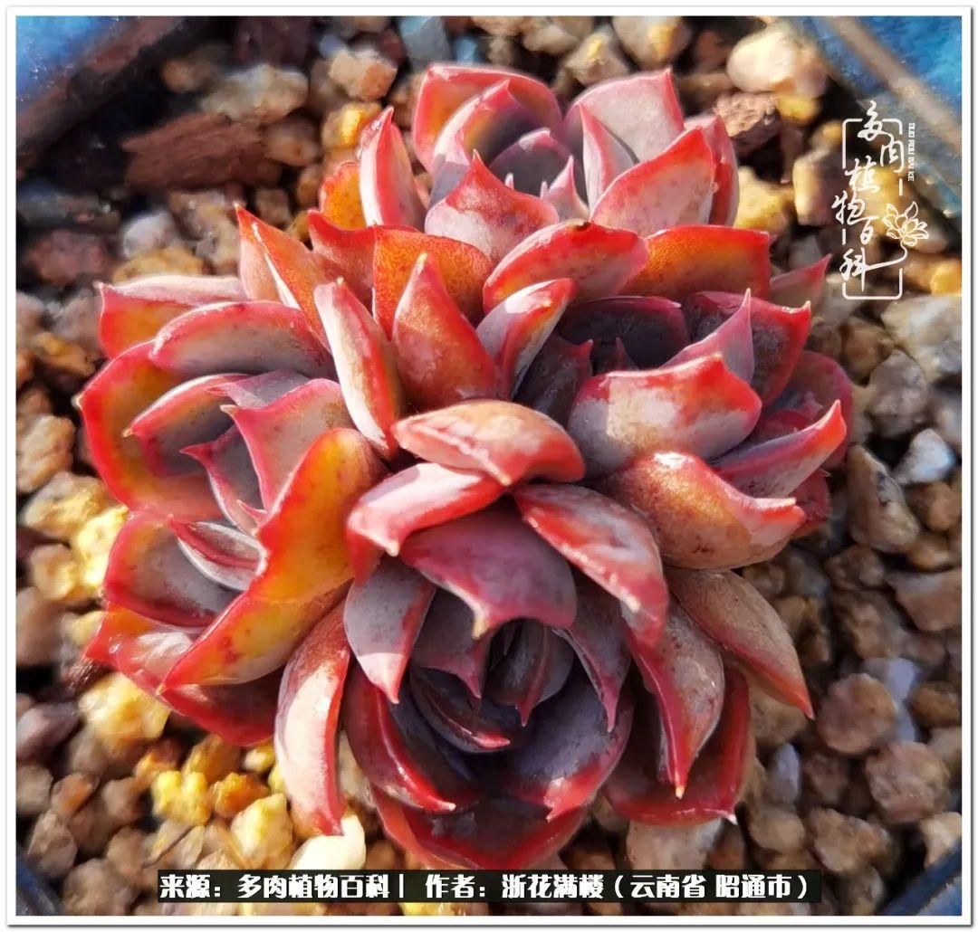 白眉多肉的品種_多肉植物白眉_多肉白眉好養嗎
