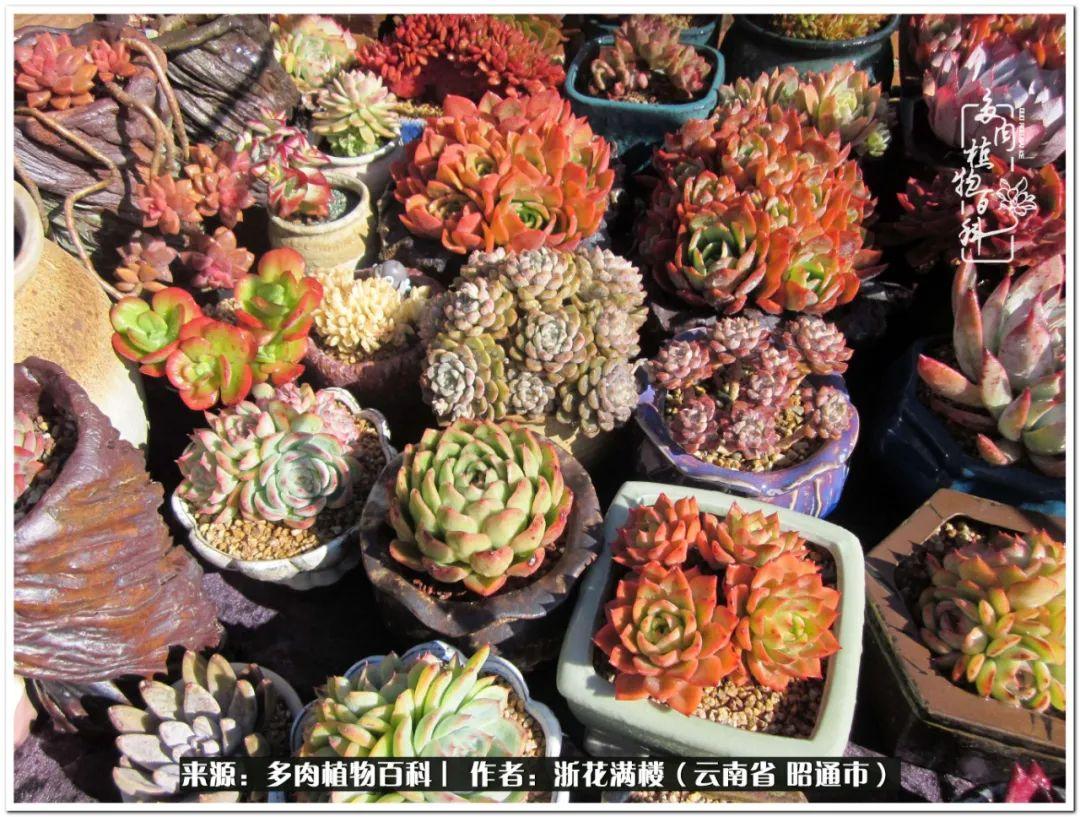 白眉多肉的品種_多肉植物白眉_多肉白眉好養嗎