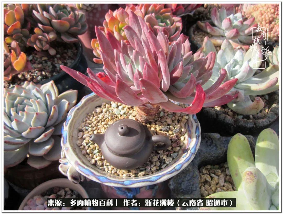 多肉植物白眉_多肉白眉好養嗎_白眉多肉的品種
