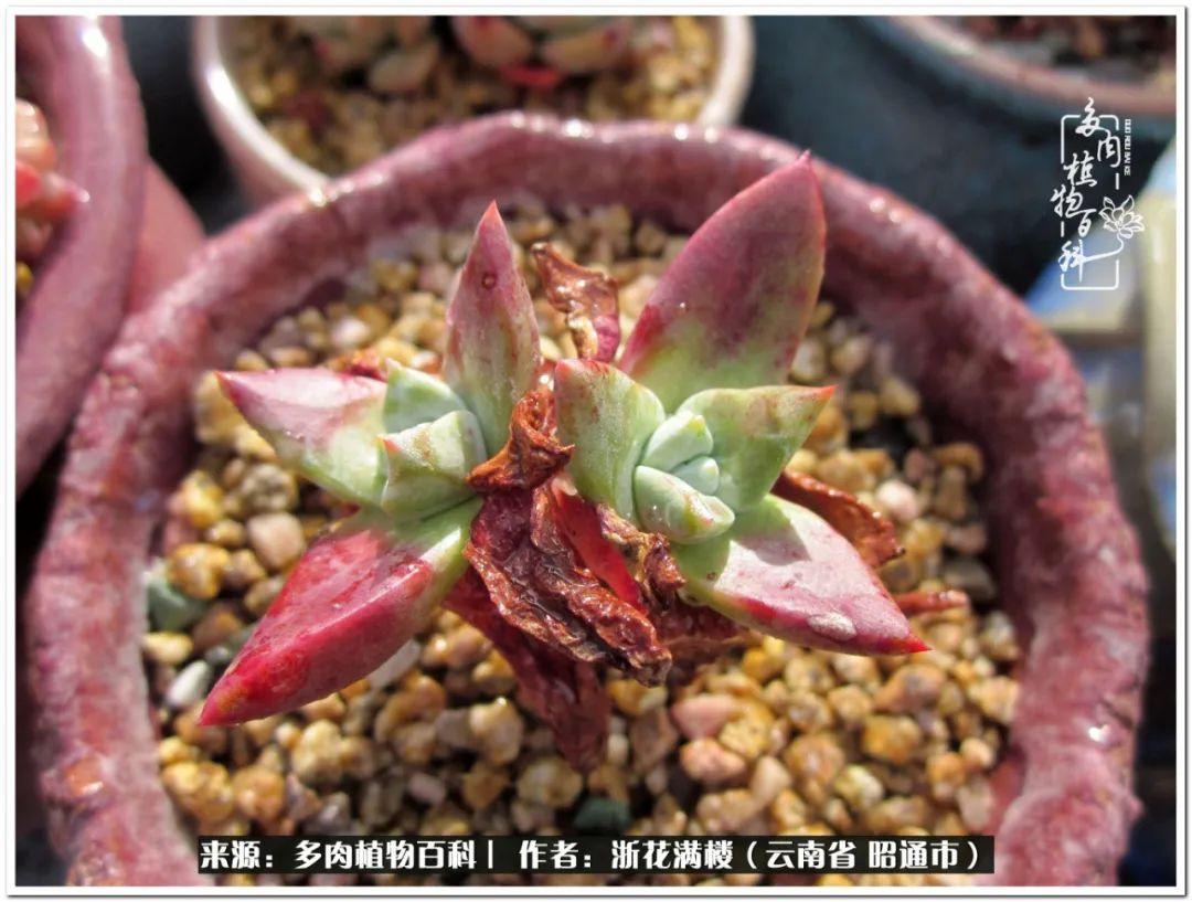 白眉多肉的品種_多肉白眉好養嗎_多肉植物白眉