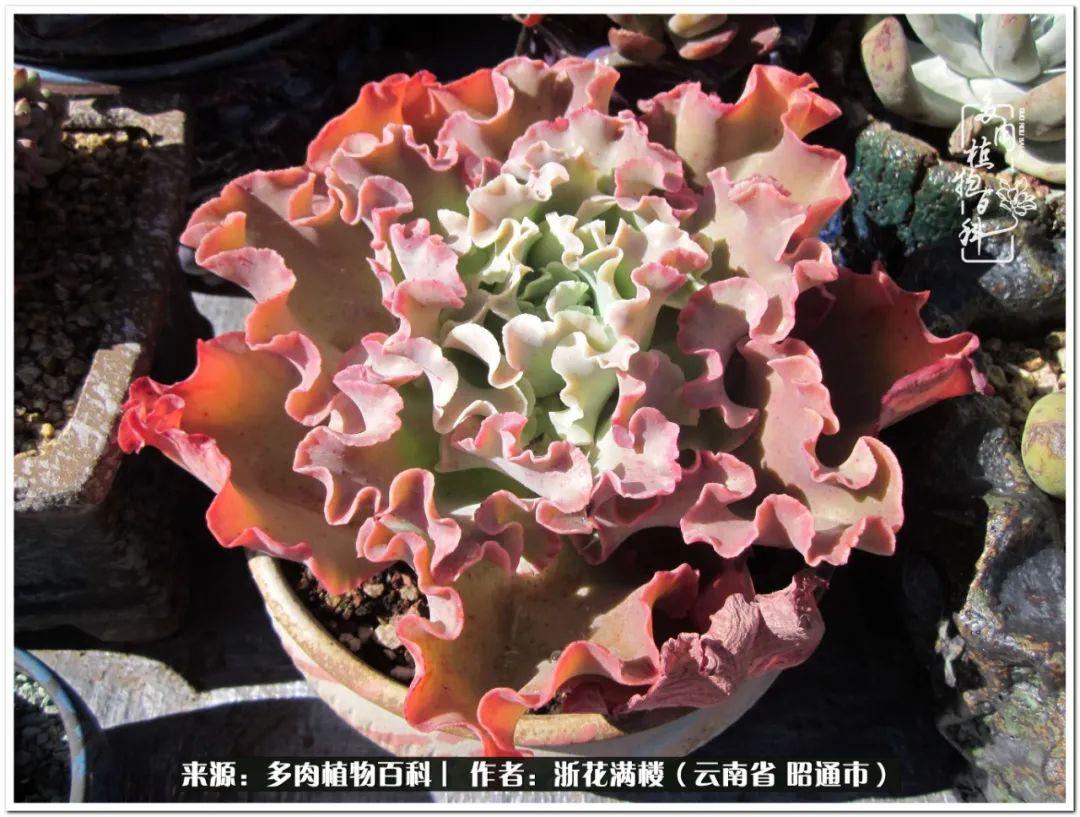多肉植物白眉_白眉多肉的品種_多肉白眉好養嗎