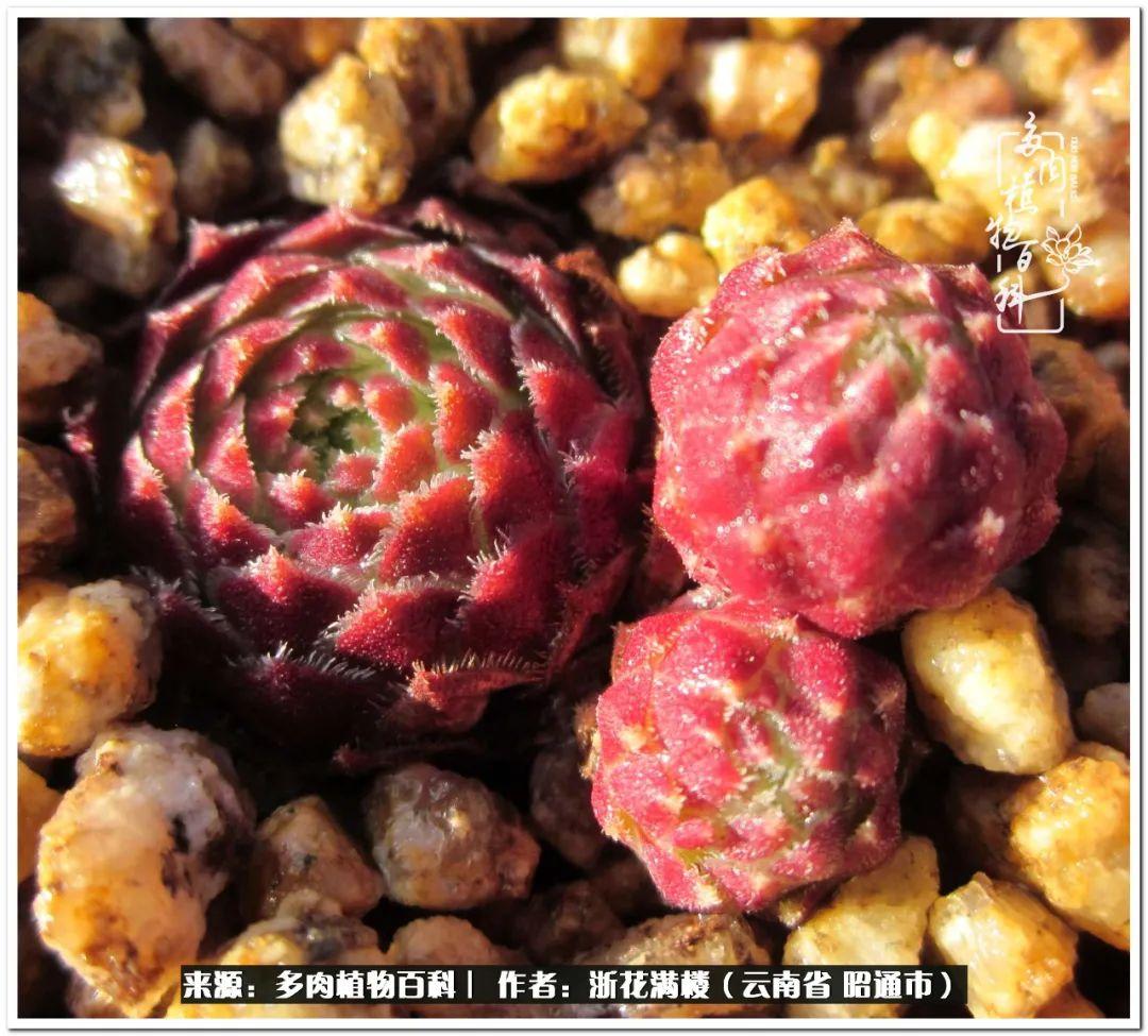 多肉白眉好養嗎_白眉多肉的品種_多肉植物白眉