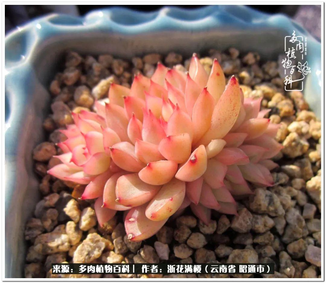 白眉多肉的品種_多肉植物白眉_多肉白眉好養嗎