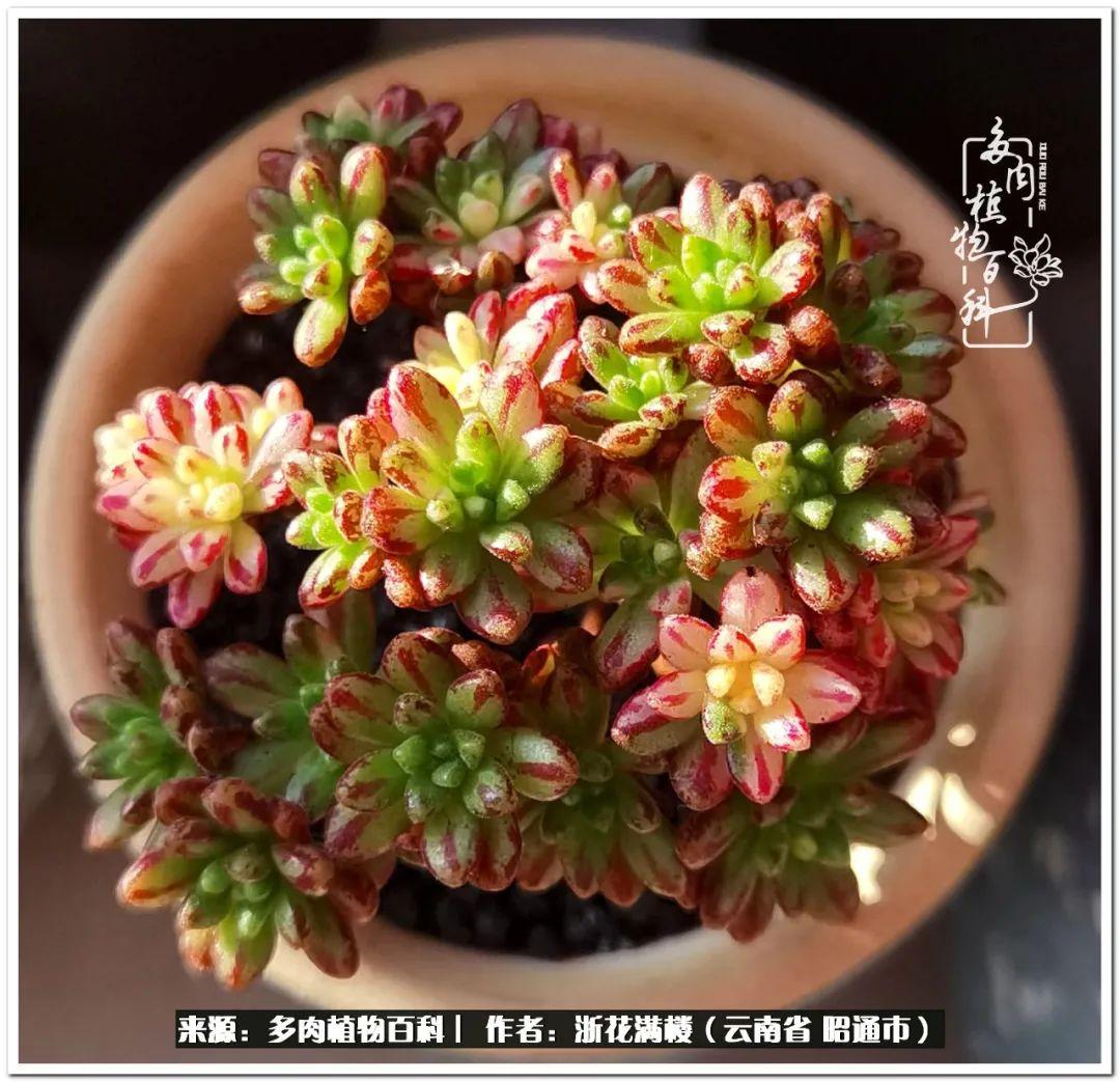 多肉白眉好養嗎_白眉多肉的品種_多肉植物白眉