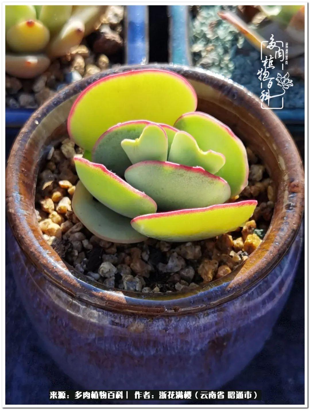 白眉多肉的品種_多肉植物白眉_多肉白眉好養嗎