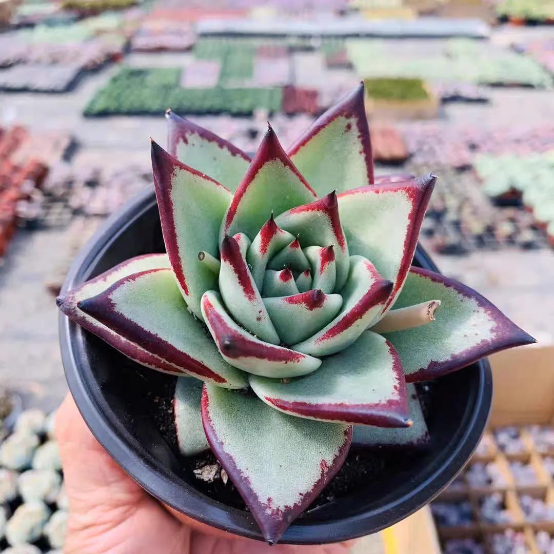 多肉植物大的_多肉大植物圖片及名稱_植物多肉大概多長時間澆一次水