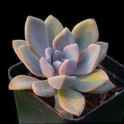 植物多肉大概多長時間澆一次水_多肉大植物圖片及名稱_多肉植物大的