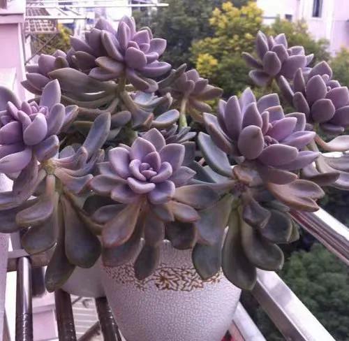 植物多肉大概多長時間澆一次水_多肉大植物圖片及名稱_多肉植物大的