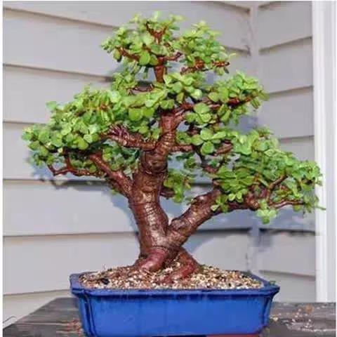 多肉植物大的_植物多肉大概多長時間澆一次水_多肉大植物圖片及名稱