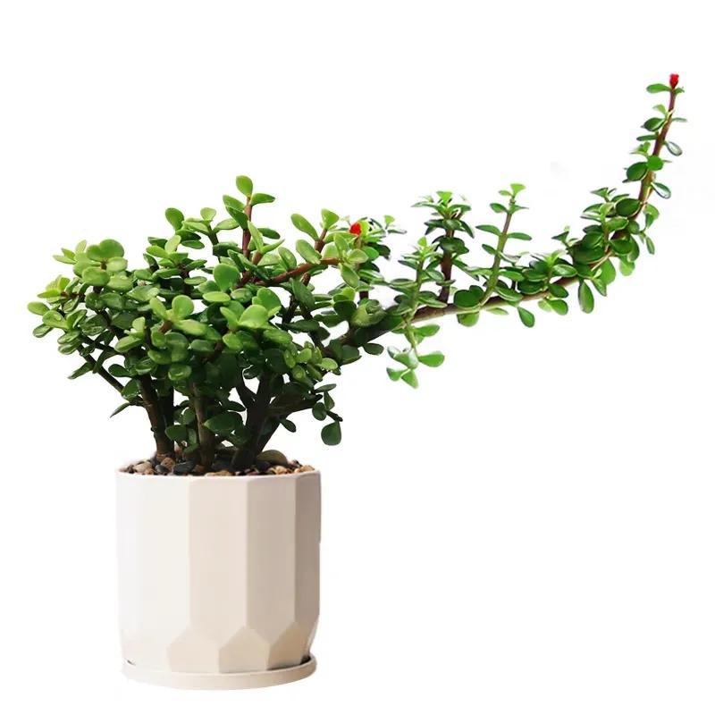 多肉植物大的_多肉大植物圖片及名稱_植物多肉大概多長時間澆一次水