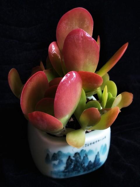 植物多肉大概多長時間澆一次水_多肉大植物圖片及名稱_多肉植物大的