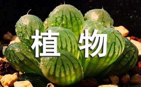 小熊掌多肉的花語_多肉小熊掌怎么養(yǎng)殖方法_小熊掌多肉植物的花