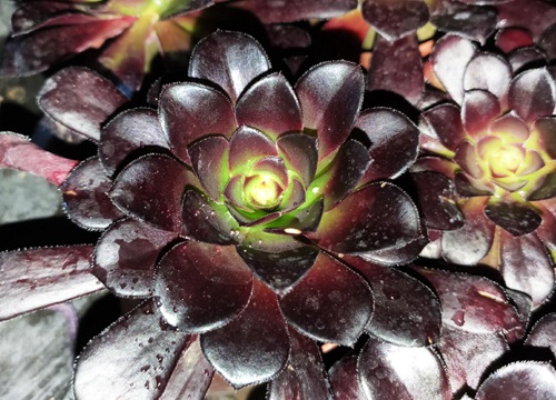多肉植物叫什么花_多肉花的學名是什么_多肉花的別名叫什么