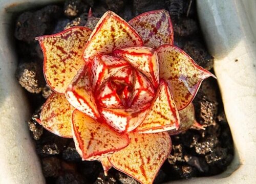 多肉花的學名是什么_多肉植物叫什么花_多肉花的別名叫什么