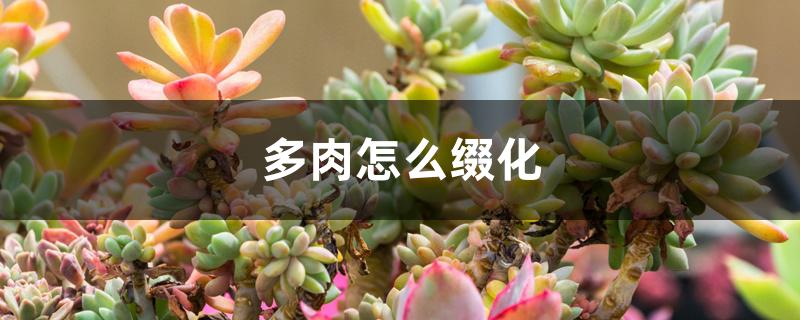 花店植物多肉好養(yǎng)嗎_多肉植物花店_多肉花店擺放設(shè)計(jì)圖片